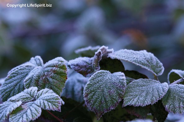 Bramble, Flowers, Frost, Winter, Life Spirit, Mark Conway