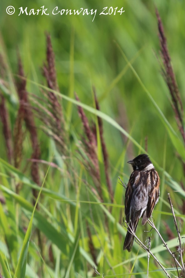 Reed Bunting, Birds, Life Spirit, Mark Conway, Nature, Wildlife Photography, East Yorkshire