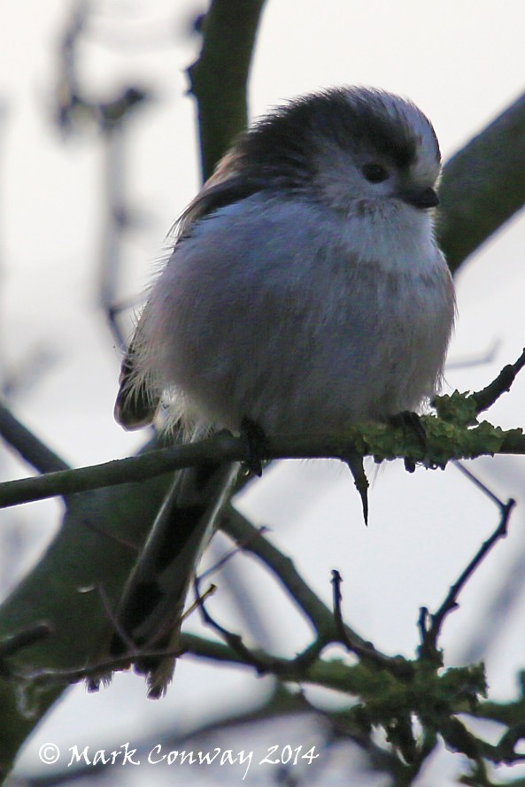 Long-tailed Tit, Birds, Nature, Wildlife Photography, East Yorkshire, Life Spirit, Mark Conway