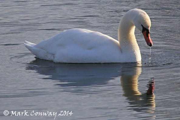 Swan, East Yorkshire, Nature, Wildlife Photography, Birds, Life Spirit, Mark Conway