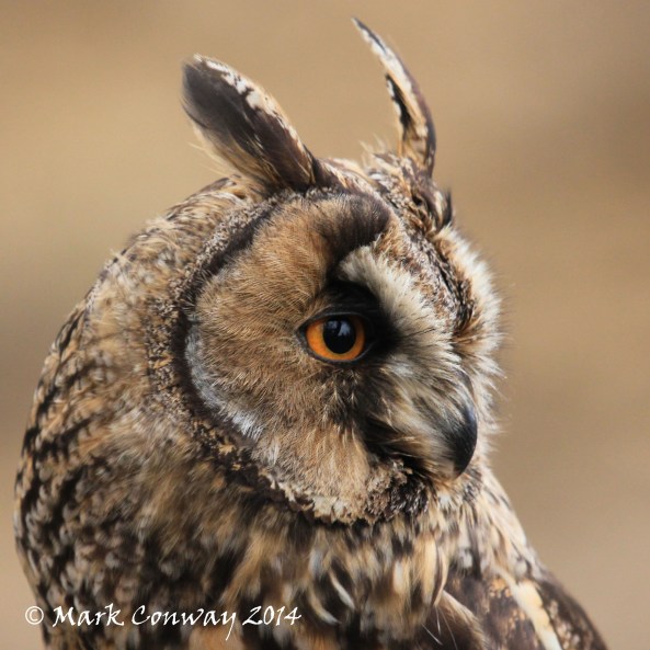 Long-eared Owl, Surrey, Bird of Prey, Owls, Nature, Wildlife Photography, Mark Conway, Life Spirit 