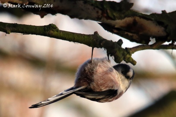 Long-tailed Tit, Birds, East Yorkshire, Nature, Wildlife Photography, Life Spirit, Mark Conway