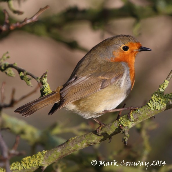 Robin, Wildlife, Nature Photography, East Yorkshire, Life Spirit, Mark Conway