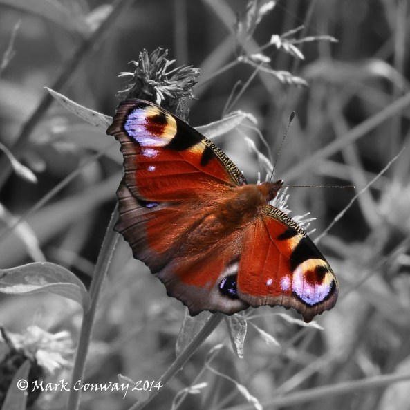 Peacock, Butterfly, East Riding, Nature, Insects, Wildlife Photography, Mark Conway, Life Spirit