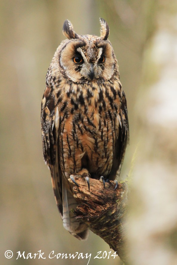 Long-eared Owl, Bird of Prey, Owls, Nature, Wildlife Photography, mark Conway, Life Spirit