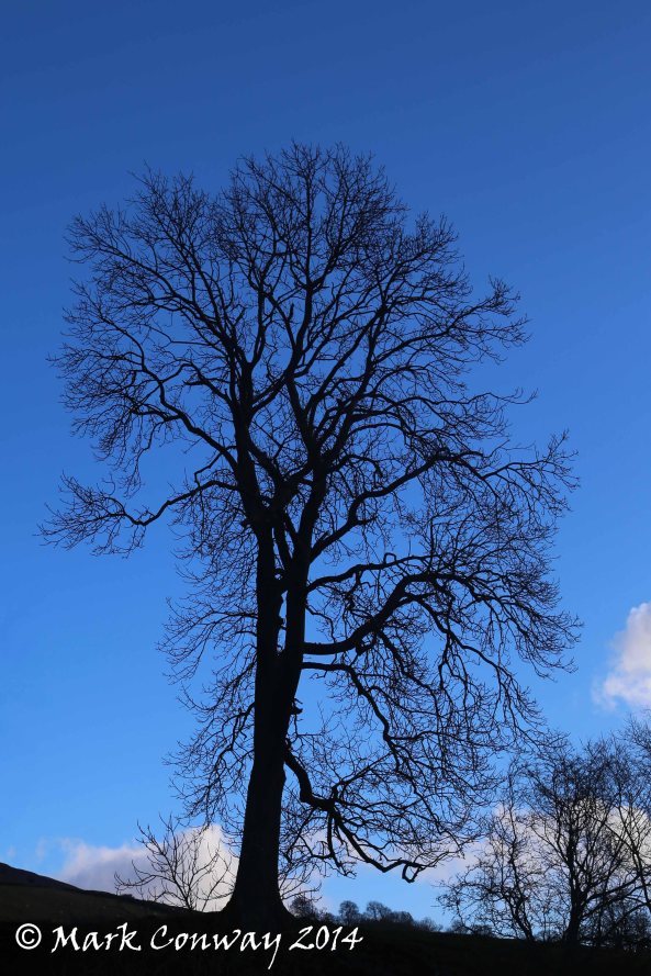 Tree, Yorkshire Dales, Nature, Photography, Mark Conway, Life Spirit