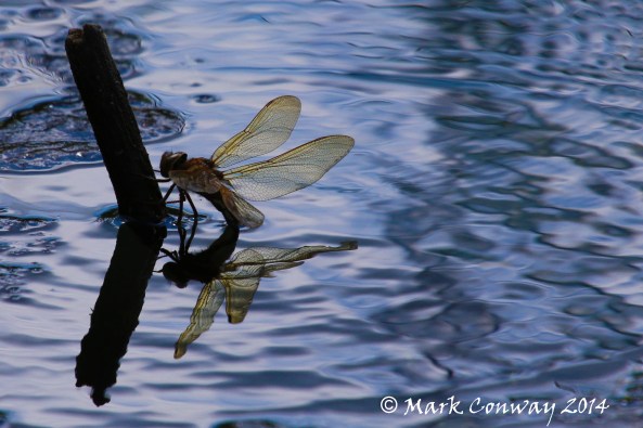 Dragonfly, Nature, Insects, Wildlife Photography, Life Spirit, Mark Conway