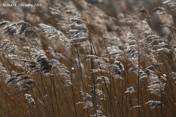 Reeds, East Yorkshire, Life Spirit, Nature, Mark Conway