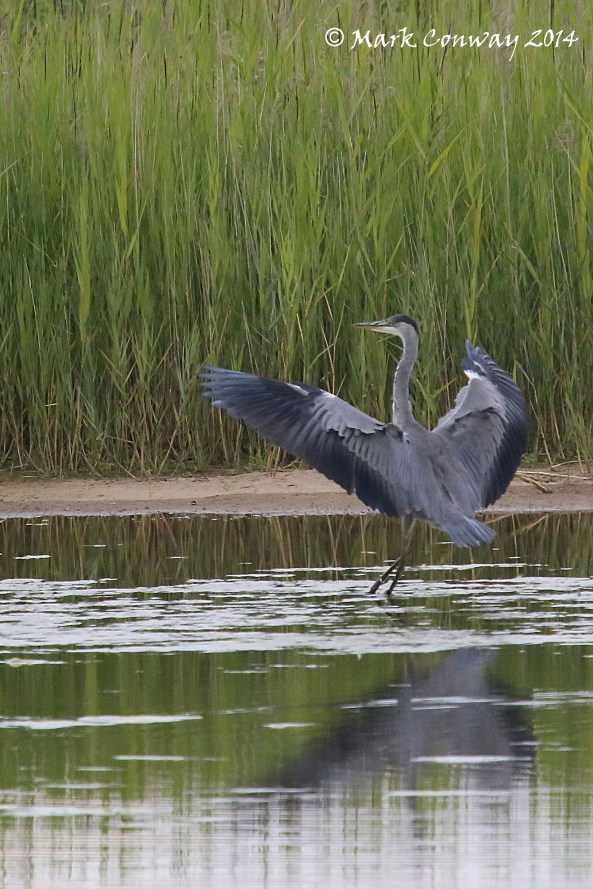 Heron, Nature, Wildlife, East Yorkshire, Mark Conway, Life Spirit