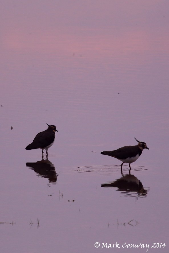 Lapwing, Birds, Nature, Wildlife, Photography, Mark Conway, Life Spirit