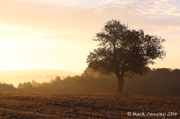Tree, Landscape, Photography, Nature, Mark Conway, Life Spirit