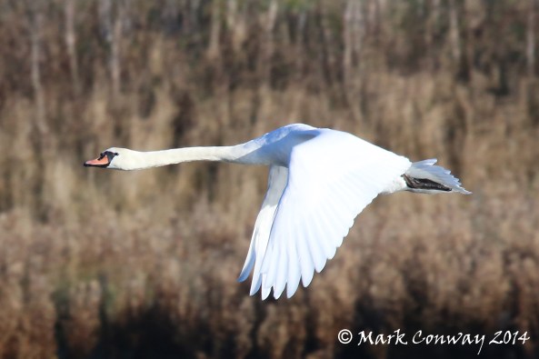 Mute Swan, Flight, Birds, Nature, Wildlife Photography, Life Spirit, East Yorkshire, Mark Conway