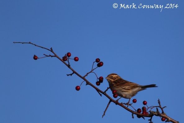 Female Reed Bunting, Nature, Wildlife Photography, Birds, East Yorkshire, Life Spirit, Mark Conway