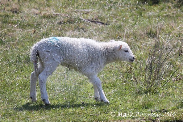 Lamb, Wales, Sheep, Nature, Wildlife Photography