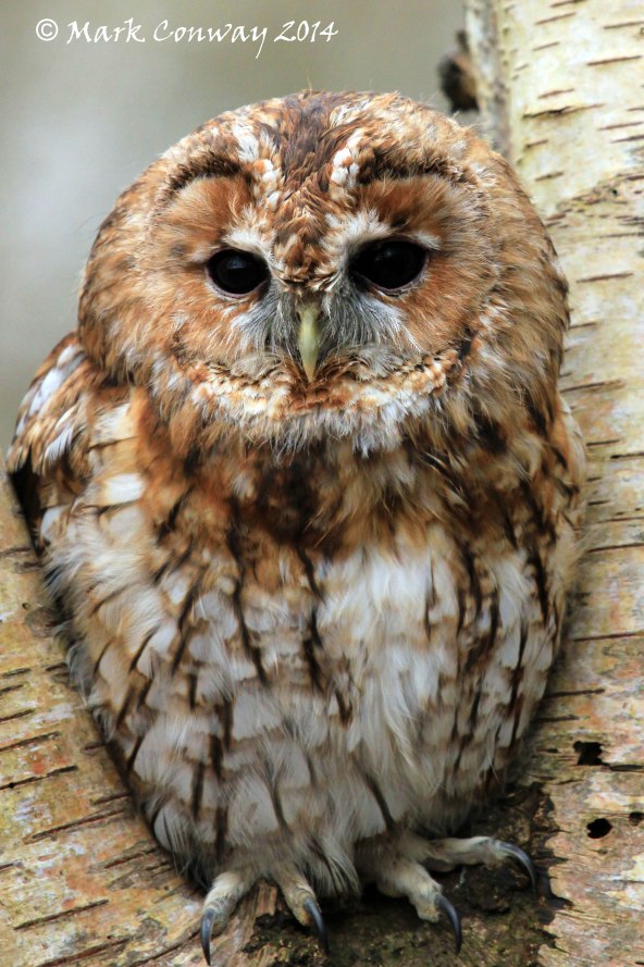 Tawny Owl, Surrey, Bird of Prey, Nature, Wildlife Photography, Life Spirit, Mark Conway