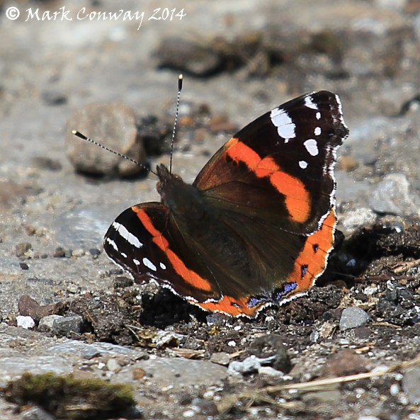 Red Admiral, East Yorkshire, Photography, Nature, Wildlife, Butterflies, Mark Conway, Life Spirit