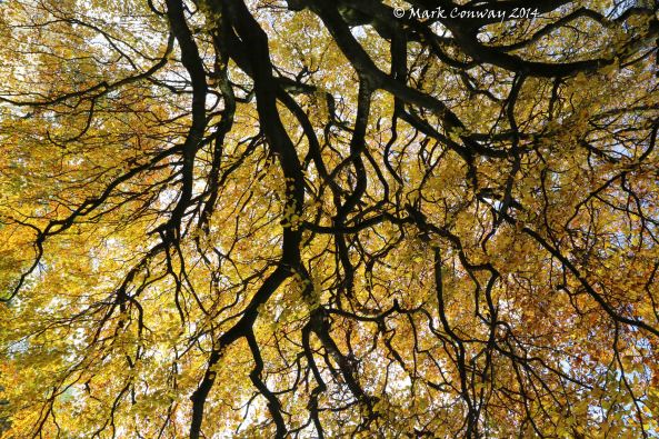 Trees, Autumn, Fall, 