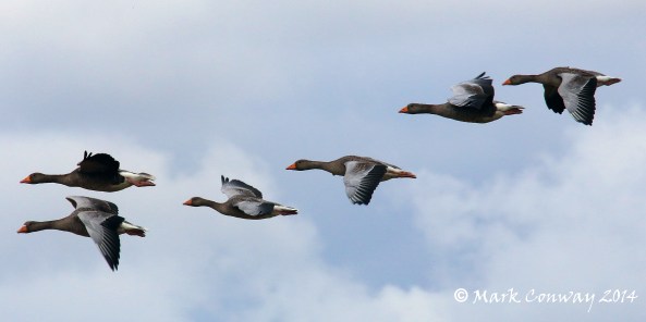 Greylag Geese, Birds, nature, Wildlife, Photography, Mark Conway, Life Spirit