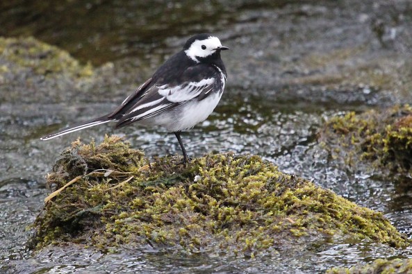 Pied Wagtail, Malham, Yorkshire Dales, Birds, Photography, nature, Wildlife, Life Spirit, Mark Conway