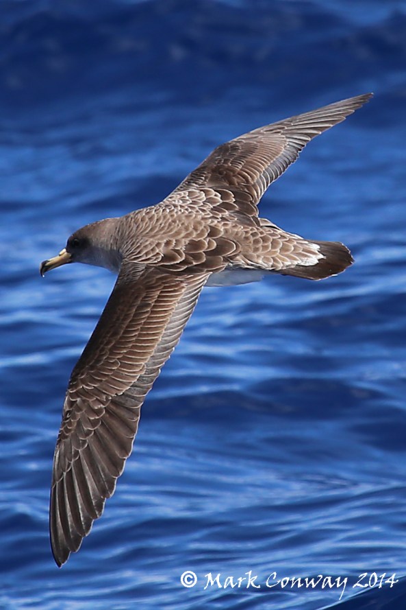 Cory's Shearwater, Gran Canaria, Spain, Birds, Wildlife, Nature, Photography, Life Spirit, Mark Conway
