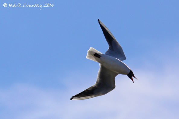 Birds, Black-headed Gull, Nature, Wildlife, East Yorkshire, Mark Conway, Life Spirit