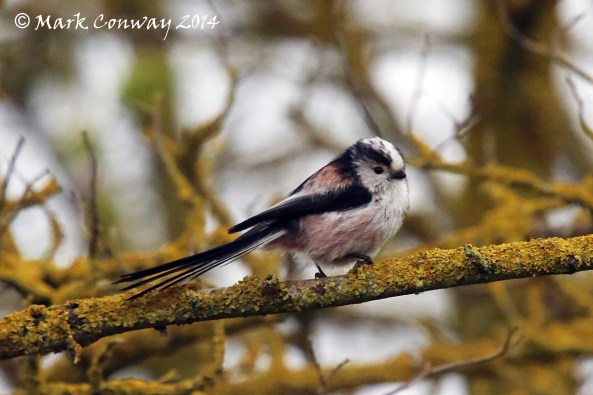 Long-tailed Tit, East Yorkshire, Nature, Wildlife, Photography, Mark Conway, Life Spirit