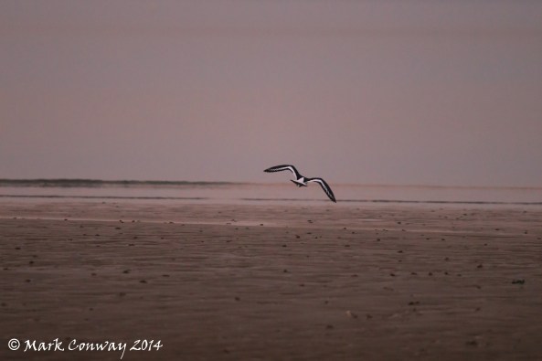 Abersoch, Llyn Peninsula, Wales, Nature, Oystercatcher, Wildlife, Birds, Photography, Mark Conway, Life Spirit