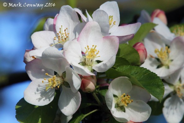 Blossom, Flowers, Nature, Photography, Mark Conway, Life Spirit