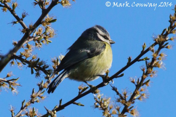 Blue Tit, Nature, Wildlife, Photography, Birds, Life Spirit, Mark Conway