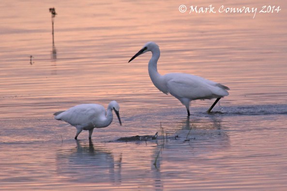 Egret, Bird, Nature, Wildlife, Photography, Mark Conway, Life Spirit
