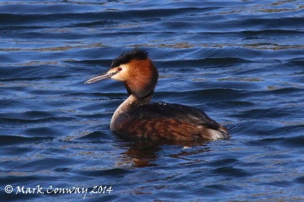 Great Crested Grebe, East Yorkshire, Birds, nature, Wildlife, Photography, Mark Conway, Life Spirit