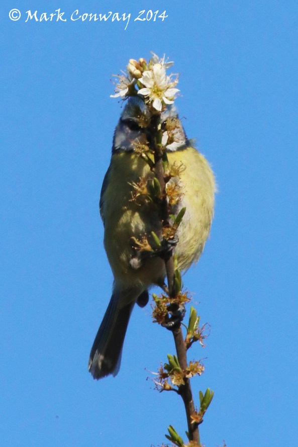 Blue Tit, East Riding, Nature, Wildlife, Photography, Life Spirit, Mark Conway