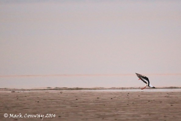 Oystercatcher, Nature, Wildlife, Photography, Abersoch, Llyn Peninsula, Wales, Life Spirit, Mark Conway