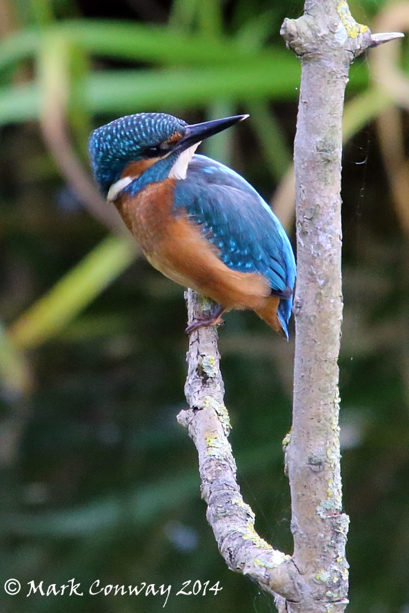 Kingsfisher, Nature, Wildlife, East Yorkshire, Photography, Mark Conway, Life Spirit