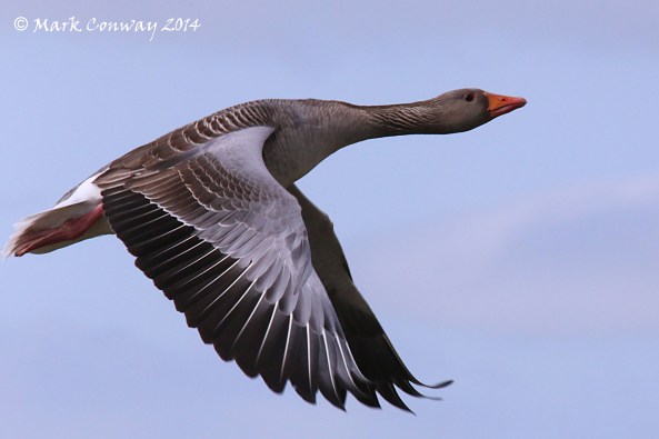Greylag Goose, Birds, Nature, Wildlife, Photography, Mark Conway, Life Spirit, East Yorkshire