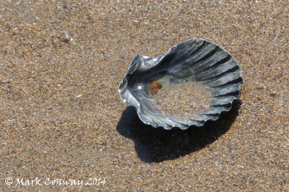 Scallop Shell, Nature, Wales, Wildlife, Mark Conway, Life Spirit, Photography