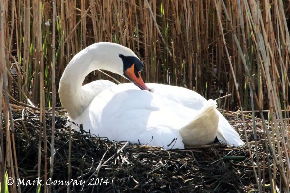 Swan, Birds, Nature, Wildlife, Photography, Life Spirit, Mark Conway