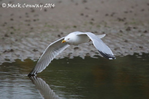 Herring Gull, Abersoch, Llyn Peninsula, Wales, Nature, Wildlife, Photography, Mark Conway, Life Spirit
