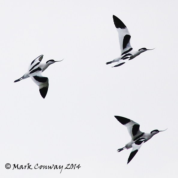 Avocet, Birds, Nature, Wildlife, Nature, Photography, Mark Conway, Life Spirit