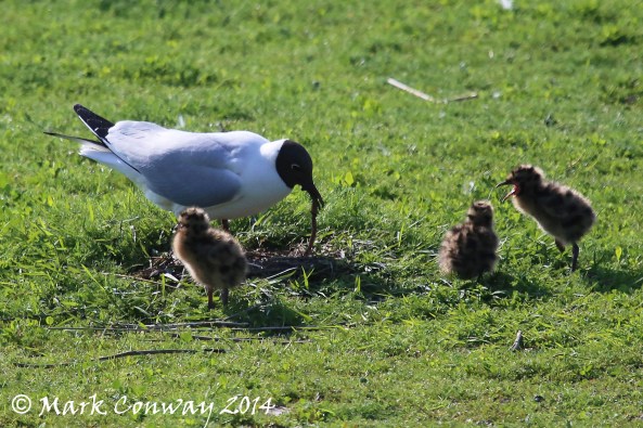 Black-headed Gull, Chicks, Nature, Wildlife, Life Spirit, East Yorkshire, Mark Conway, Photography
