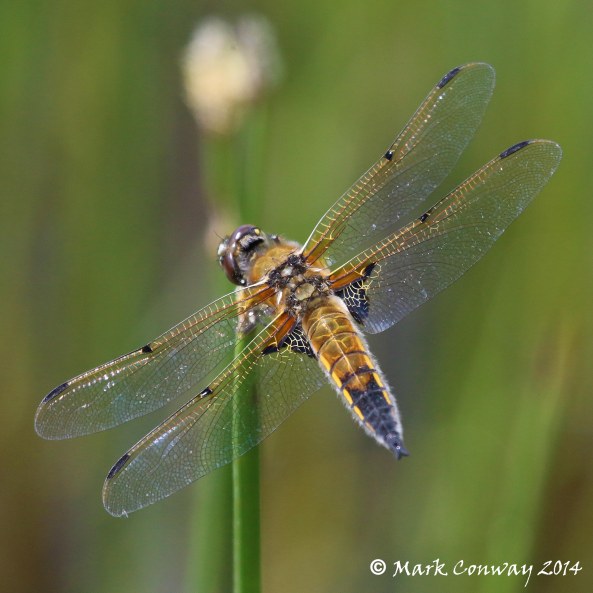 Four-spotted Chaser, East Yorkshire, Dragonfly, Wildlife, Photography, Mark Conway, Life Spirit