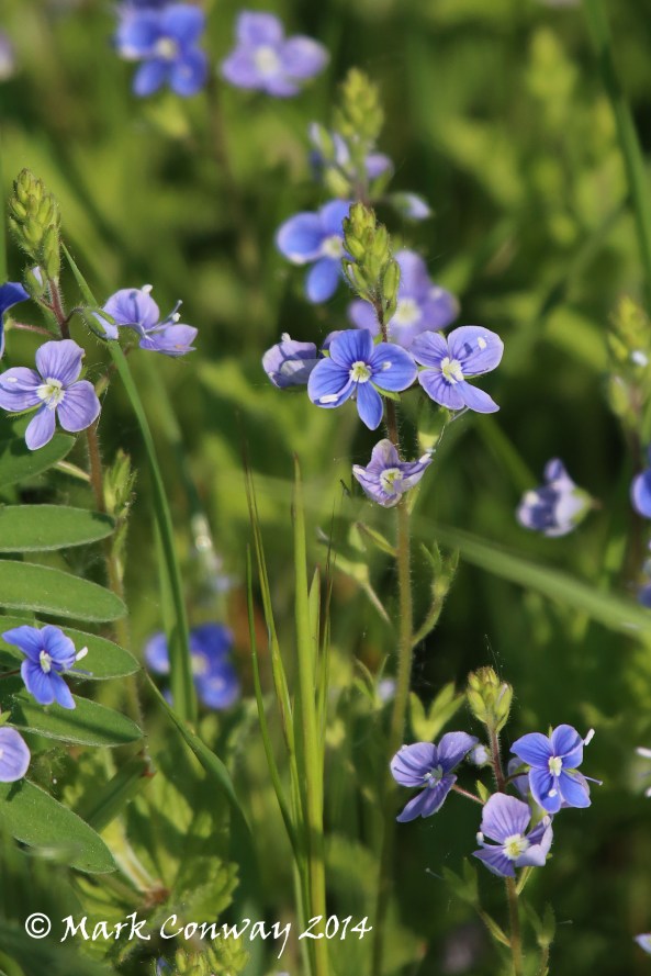 Speedwell, Nature, Flowers, East Yorkshire, Photography, Mark Conway, Life Spirit