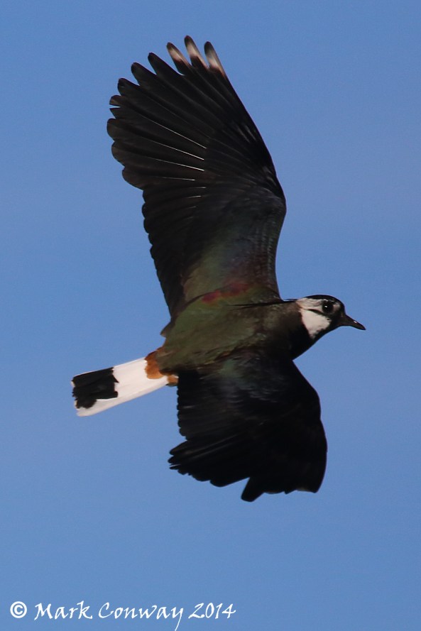 Lapwing, Nature, Birds, Wildlife, Photography, Life Spirit, Mark Conway 