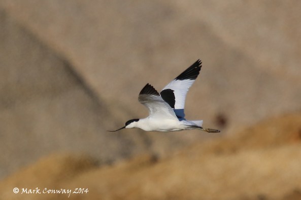 Avocet, Birds, Nature, Wildlife, Photography, East Yorkshire, Life Spirit, Mark Conway