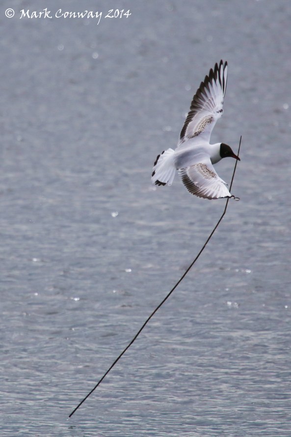 Black-headed Gull, Birds, Wildlife, Nature, Photography, Mark Conway, Life Spirit