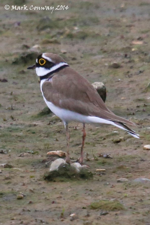 Ringed Plover, Birds, Nature, Wildlife, Photography, East Yorkshire, Mark Conway, Life Spirit