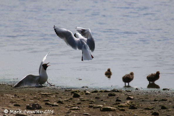 Black-headed Gull, Birds, Nature, Wildlife, East Yorkshire, Photography, Mark Conway, Life Spirit