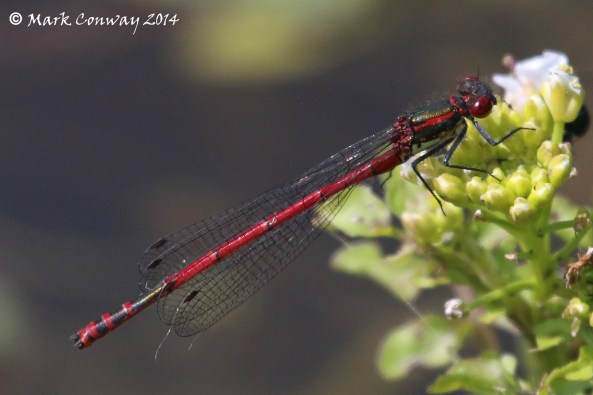 Small Red Damselfly, Nature, Insects, Wildlife, Photography, Mark Conway, Life Spirit