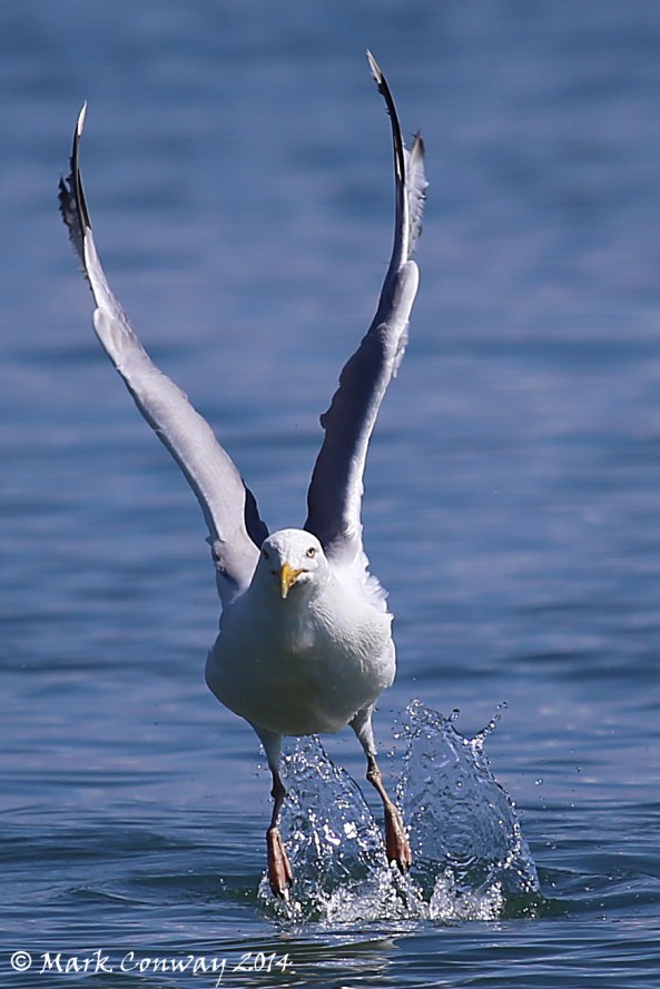 Herring Gull, Birds, Nature, Wildlife, Photography, Mark Conway, Life Spirit