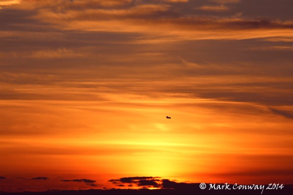 Herring Gull, Nature, Sunrise, Llyn Peninsula, Wales, Nature, Photography, mark Conway, Life Spirit